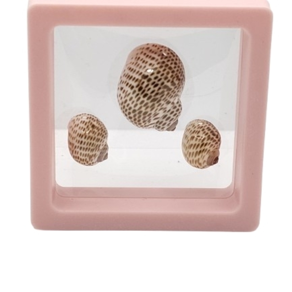 2.75 x 2.75 Decorative Seashell Display in Pink Frame